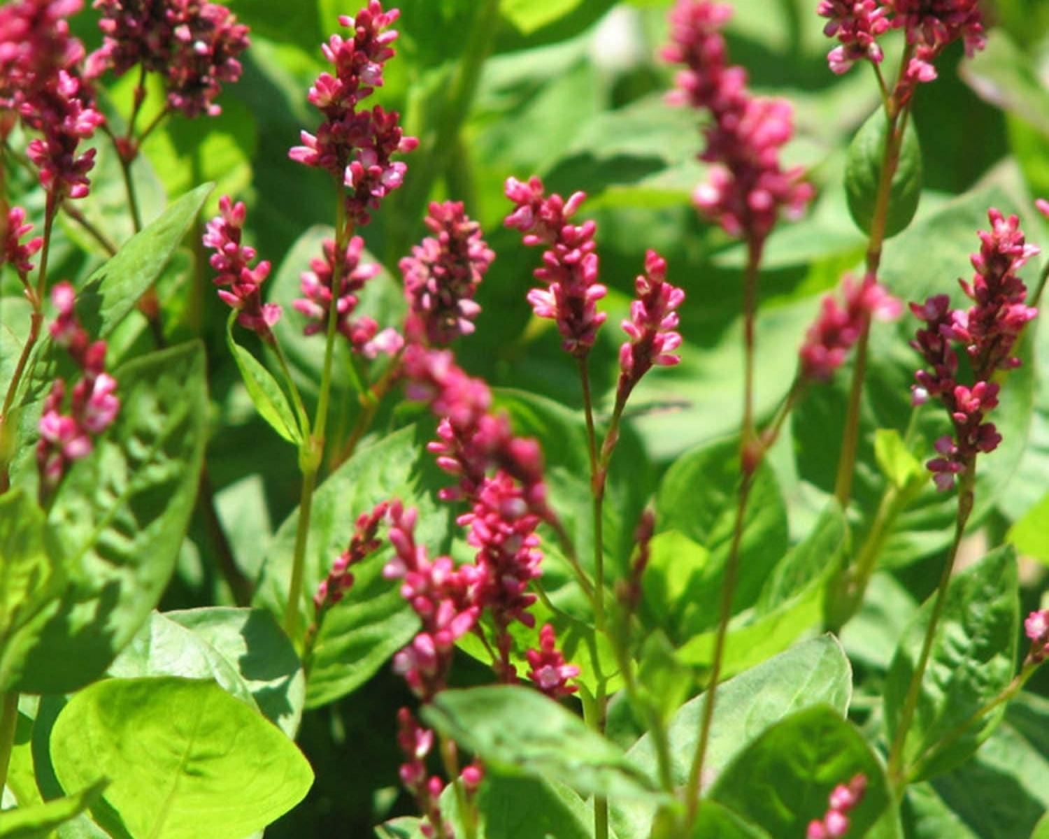 Growing Japanese Indigo