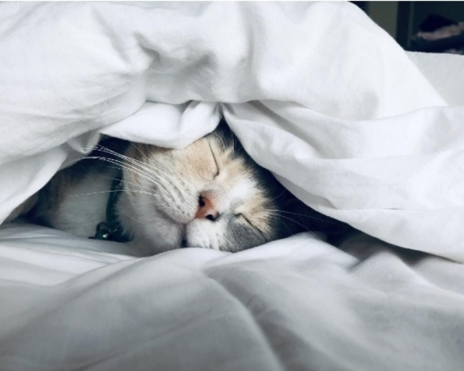 Get Your Sleep On Time