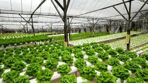 Hydroponics