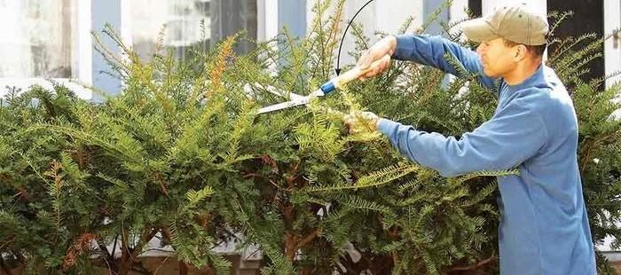 Trim thorny bushes