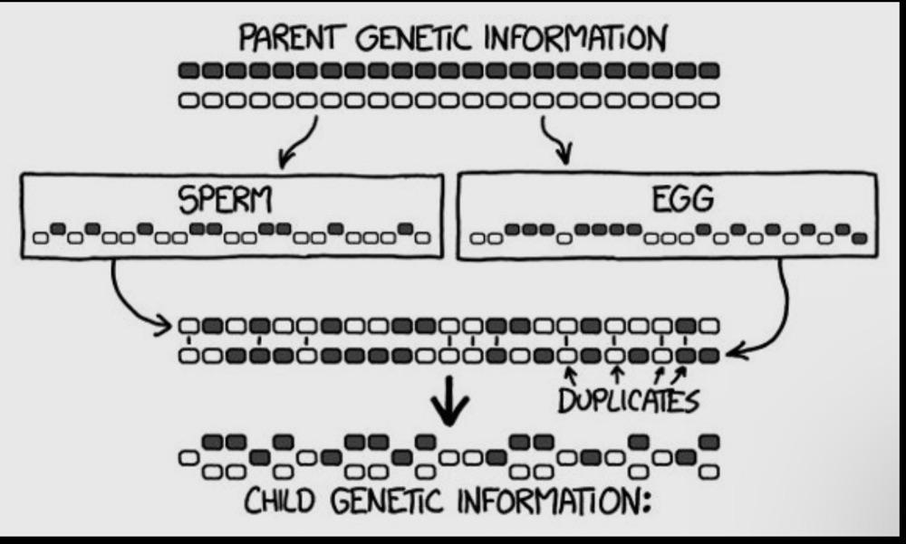 Self-Fertilization
