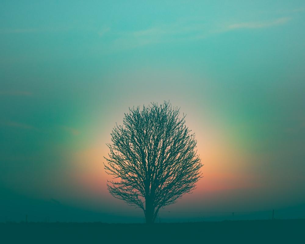 Quotes from Meditation by Osho