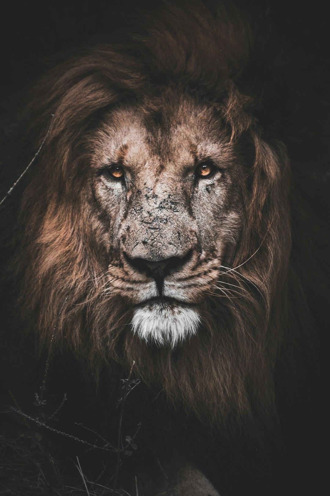 Honey/ Lion Symbolism