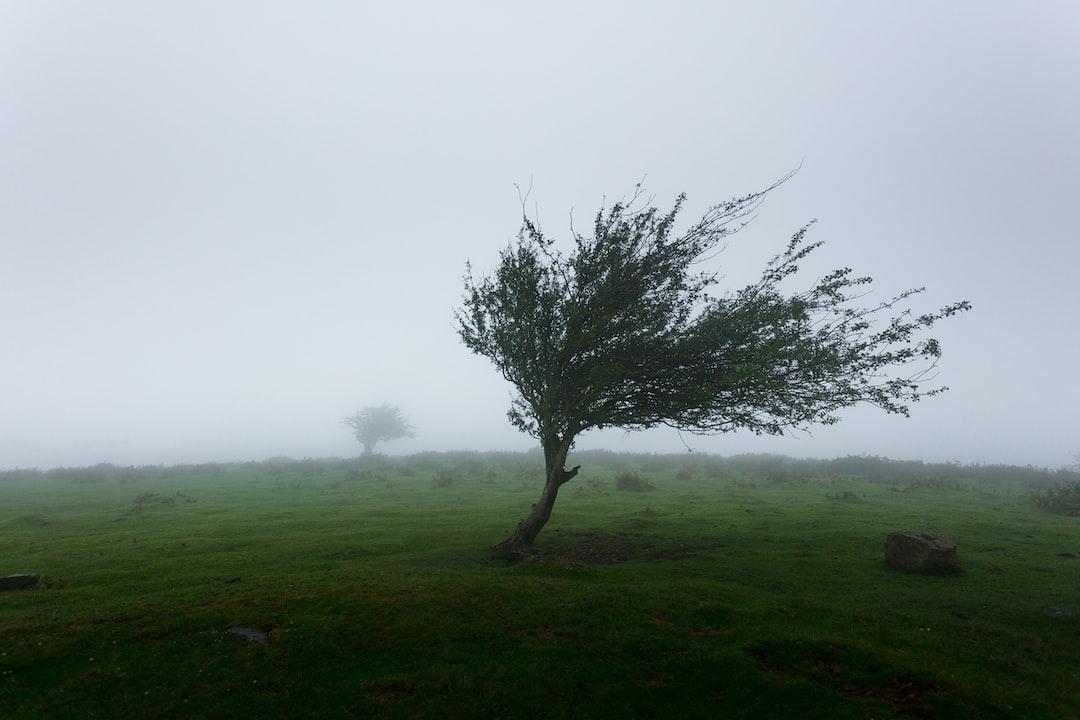 The Language of Trees