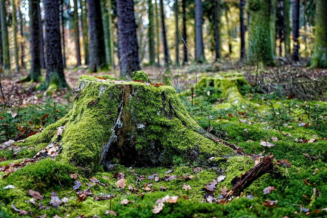 Death in the Forest