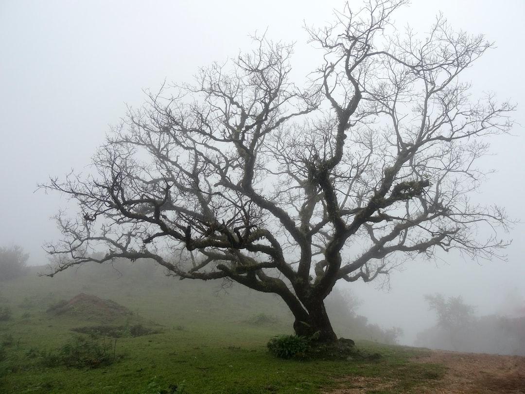 The Wisdom of Old Trees