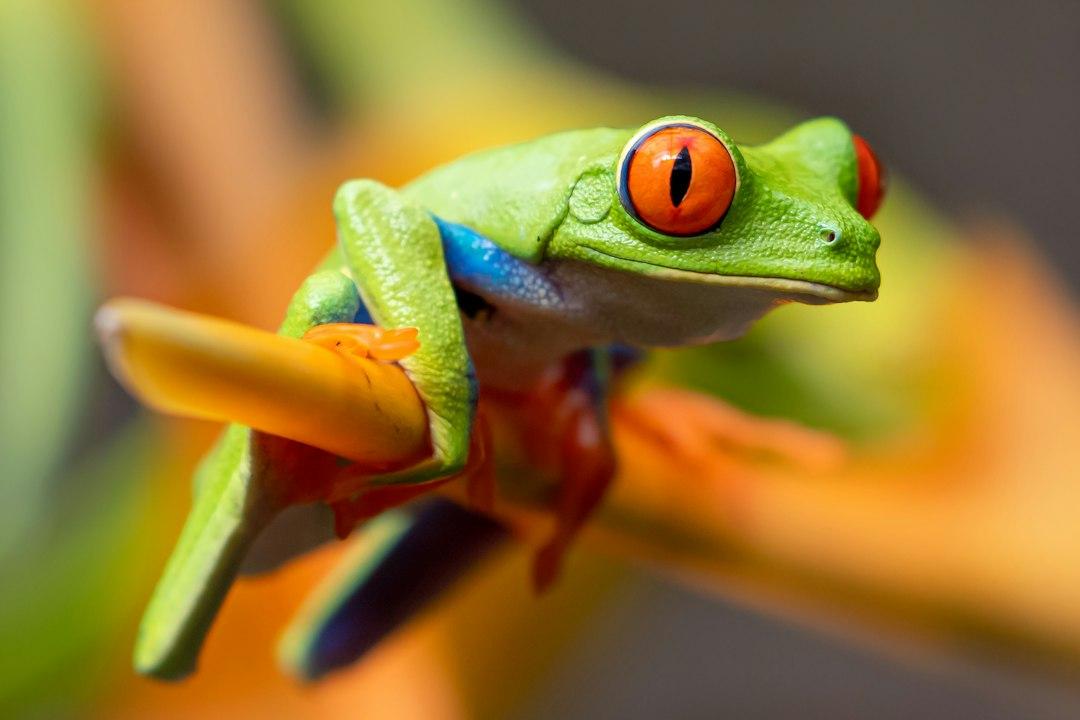 Eat The Frog