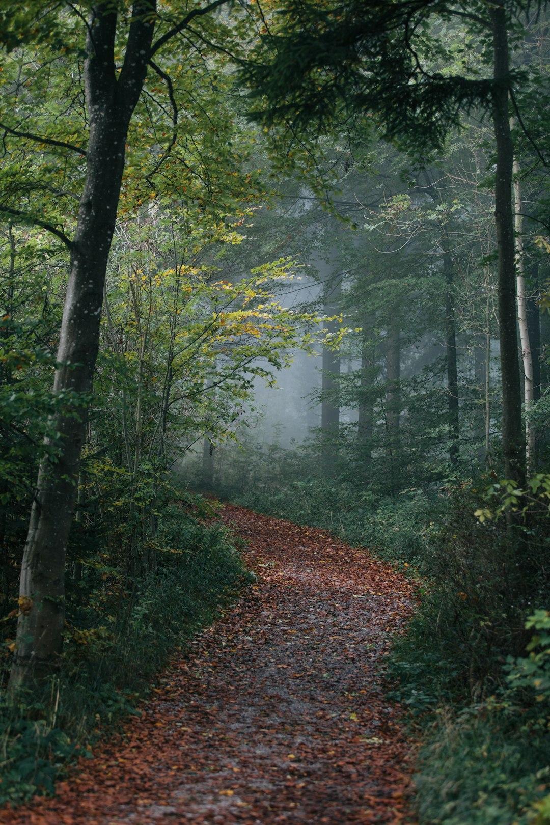 Clearing the Path for Your Desires: Overcoming Limiting Beliefs