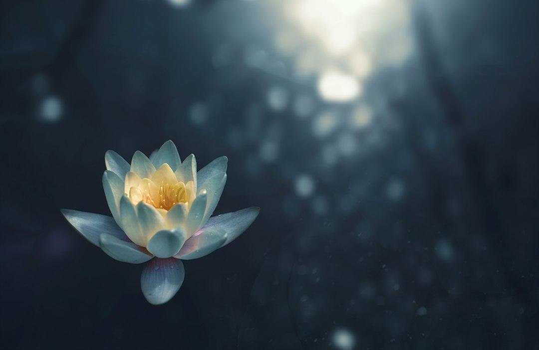 Fostering a Manifestation Mindset: Free Meditation Scripts