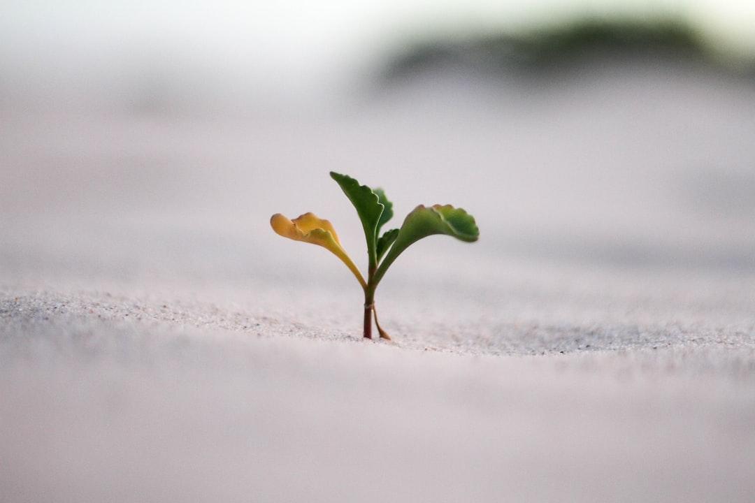 3 – Cultivate a growth environment.
