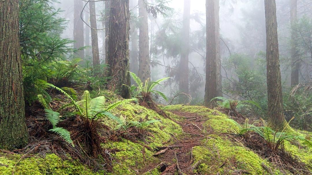 Shinrin Yoku: Forest Bathing