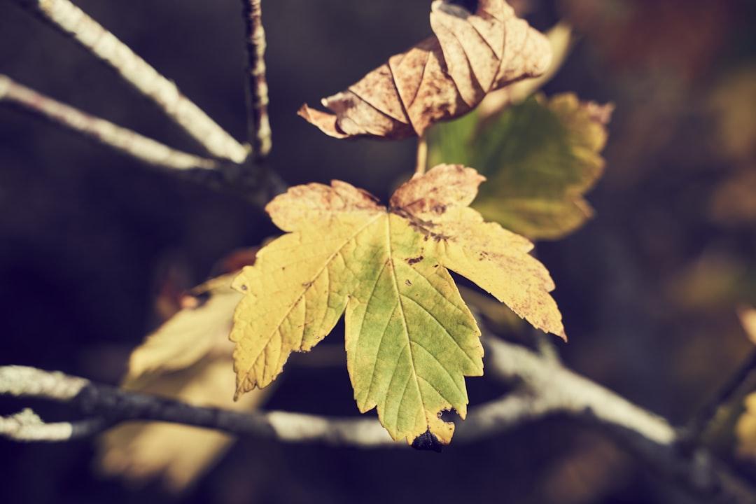 Wabi-Sabi:Beauty in Imperfection