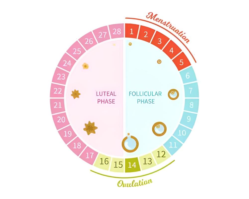 Menstrual cycle
