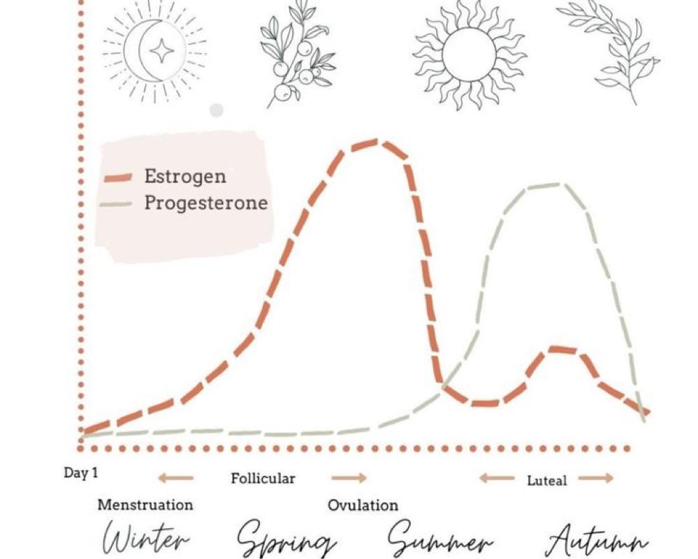 Menstruation (Beginning of the Cycle)