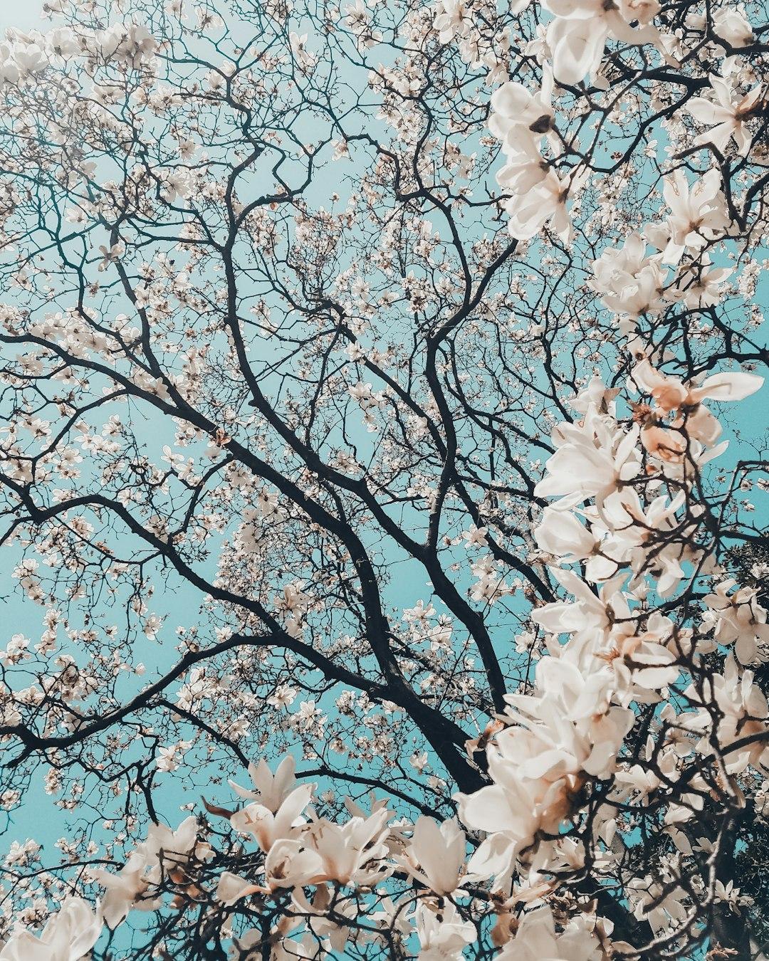 The 'Spring' of the menstrual cycle