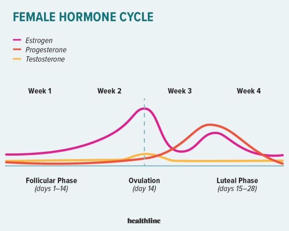 Luteal Phase