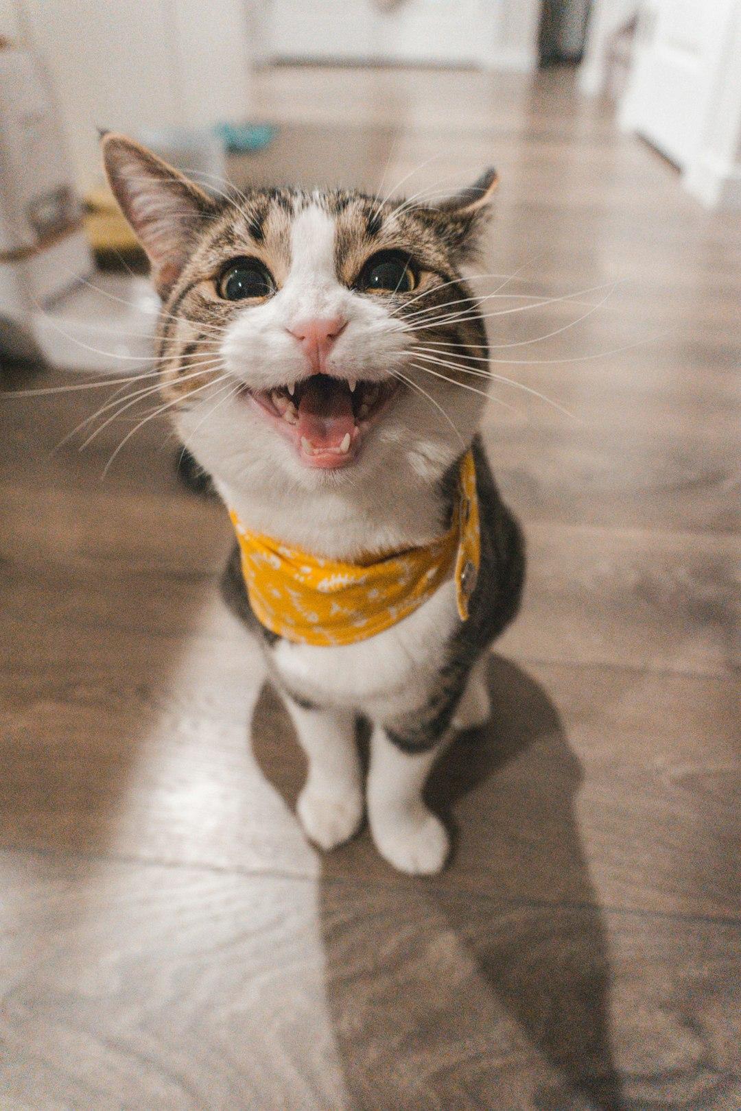 Treats