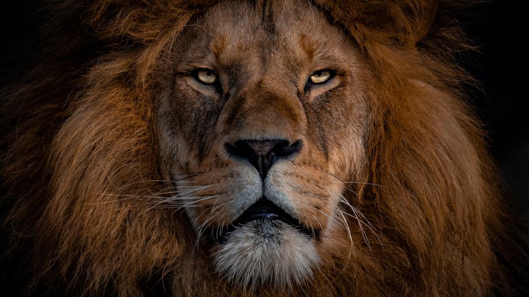 THE LION KING