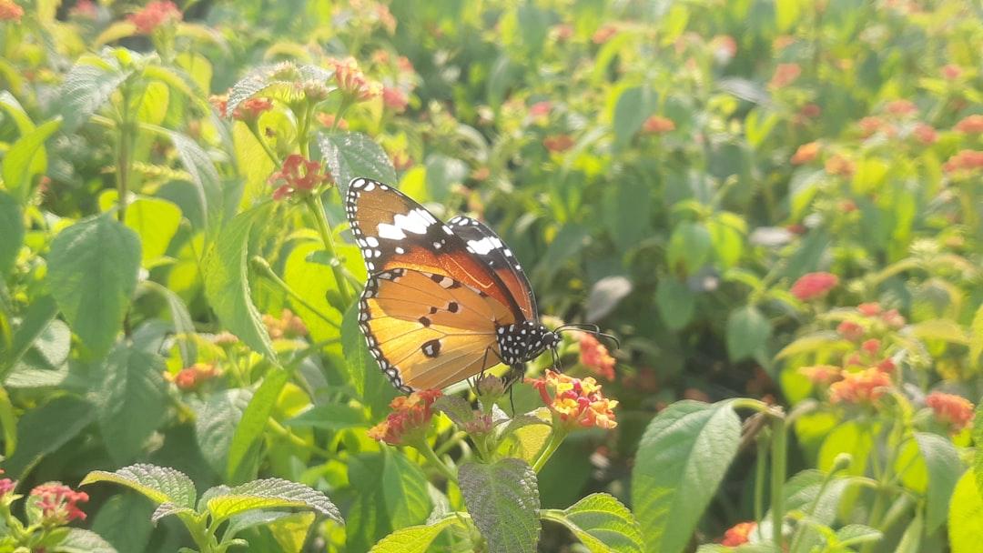 Adaptability in the Face of Challenges