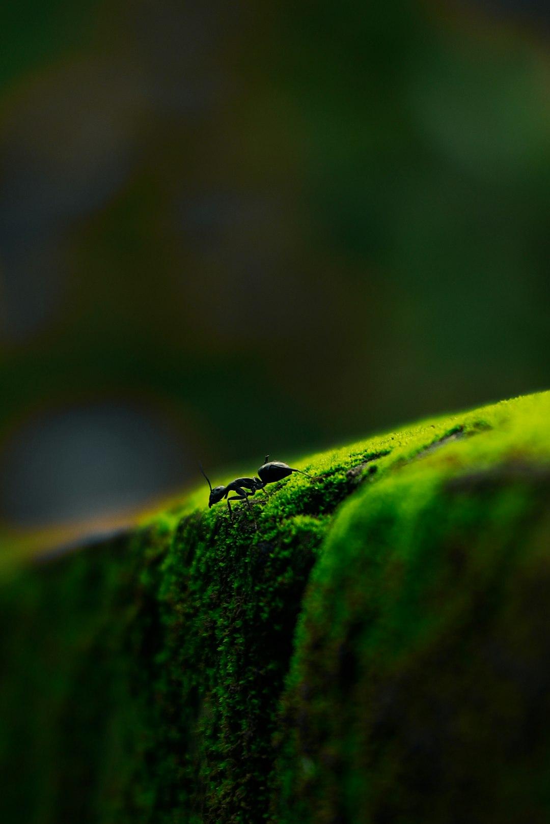 6 — The Green Glimpse
