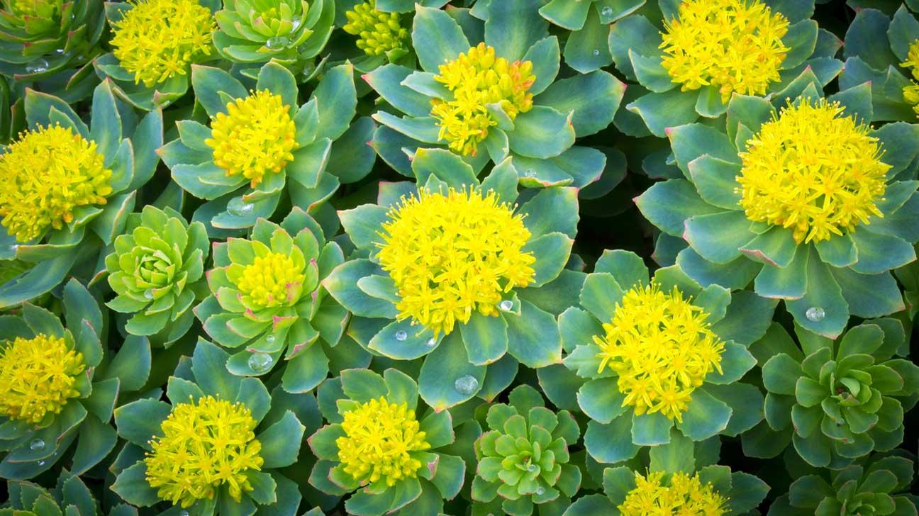 1. Rhodiola rosea