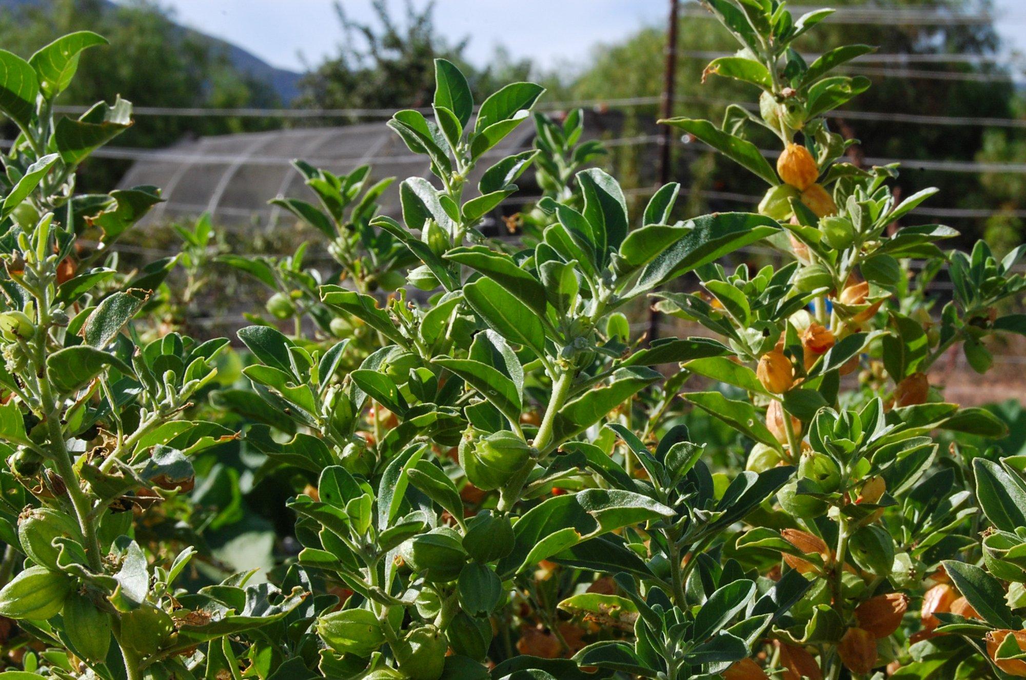 4. Ashwagandha