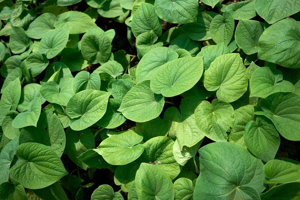 7. Kava