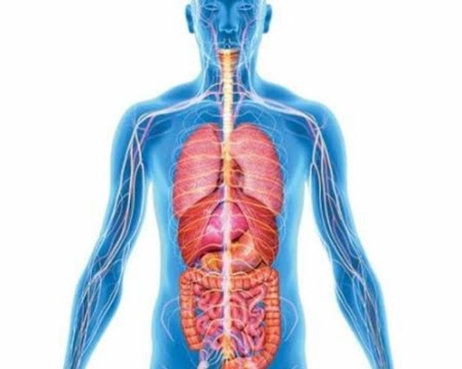 Eight body organs you can live without!!🤖 