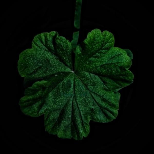 Anvar Sadath K H (@faan_thoughts_) - Profile Photo